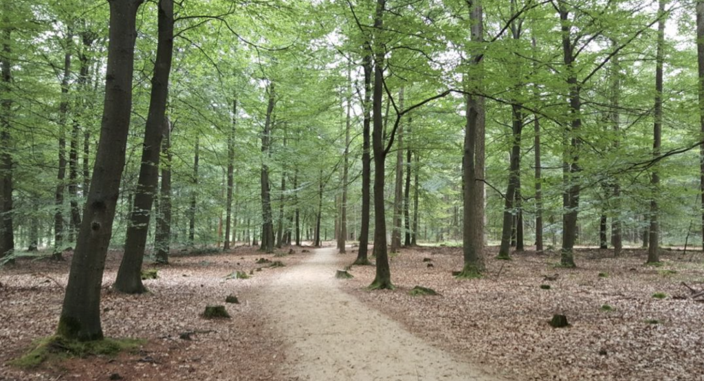 Wandelen In Drenthe 1024x554